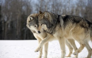 dva-volka-igrayutsya-zabavnye